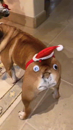 狗子：你们礼貌吗？