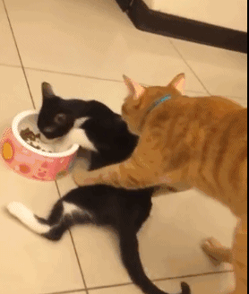 什么也阻挡不了我吃的决心！