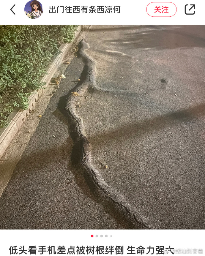 被一棵树的树根震惊到，好有顽强力的树！！！