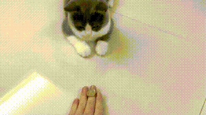 猫咪：还以为多大的事